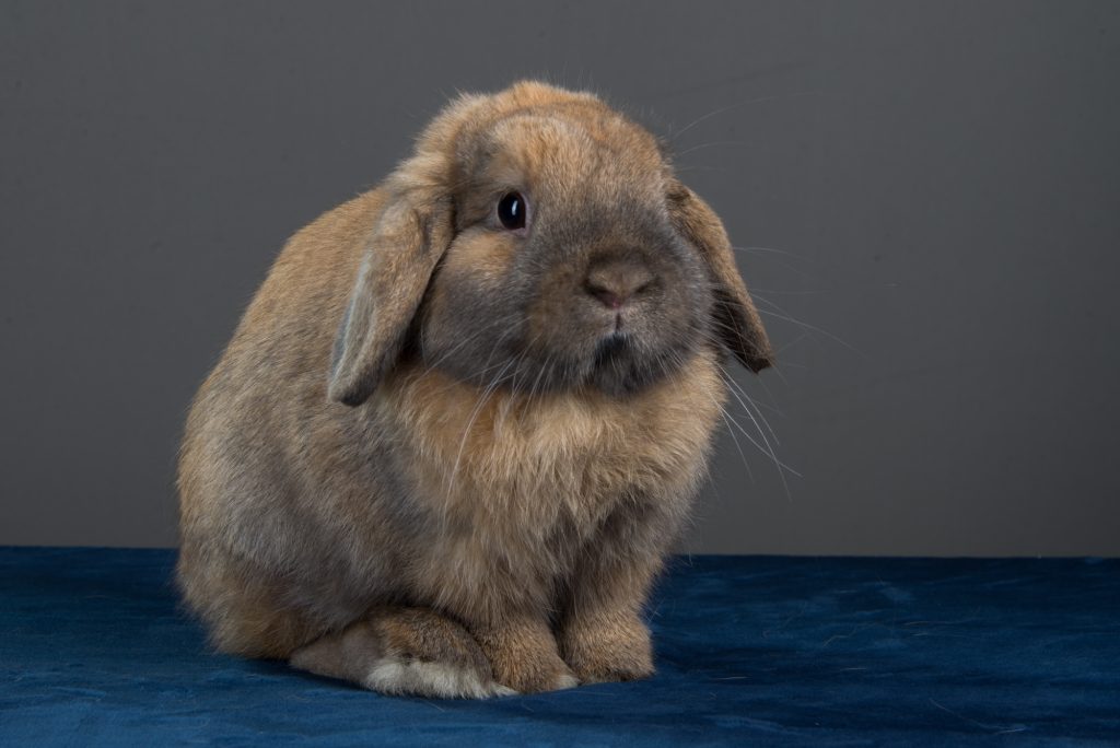 holland lop breeder in minnesota